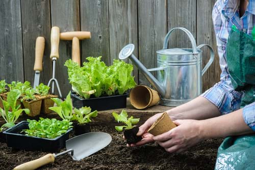 Tips om hur du kan hålla koll på växterna i trädgården